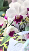 Load and play video in Gallery viewer, Embroidered Orchid Coasters - Set of 2
