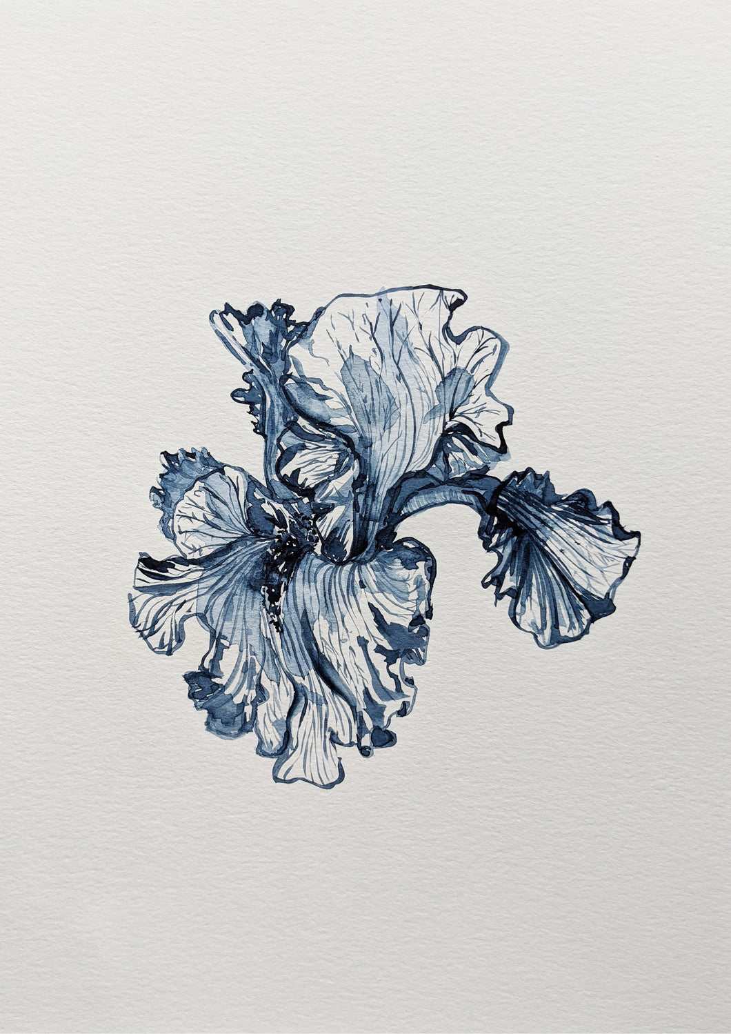 Iris