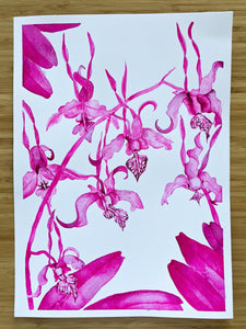 Pink Dragon Orchids