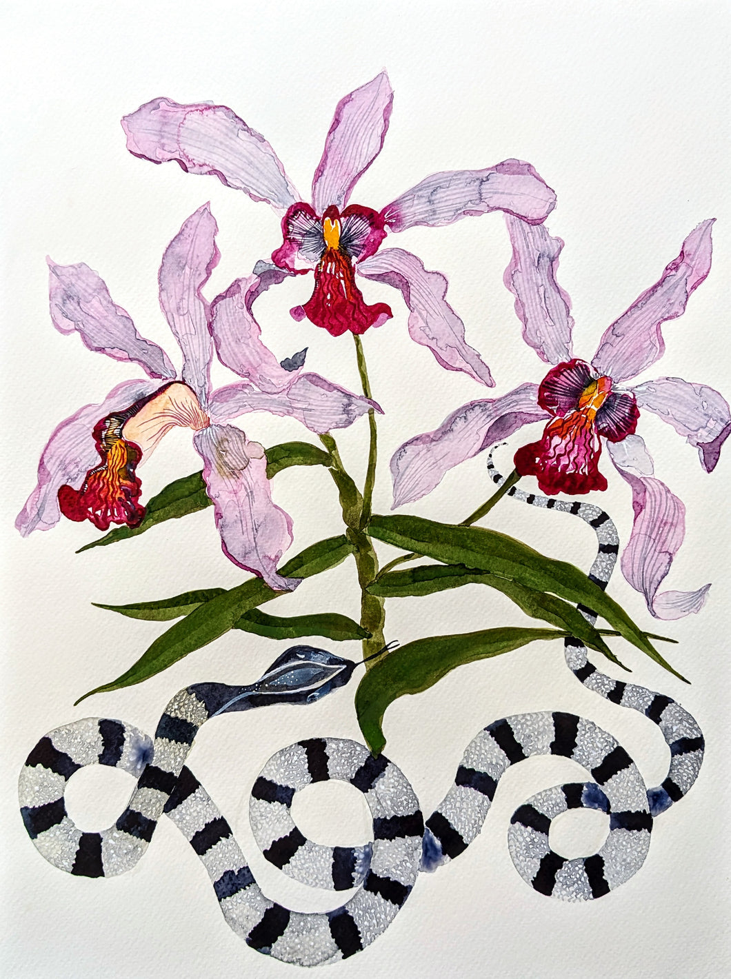 Orchid & Snake II